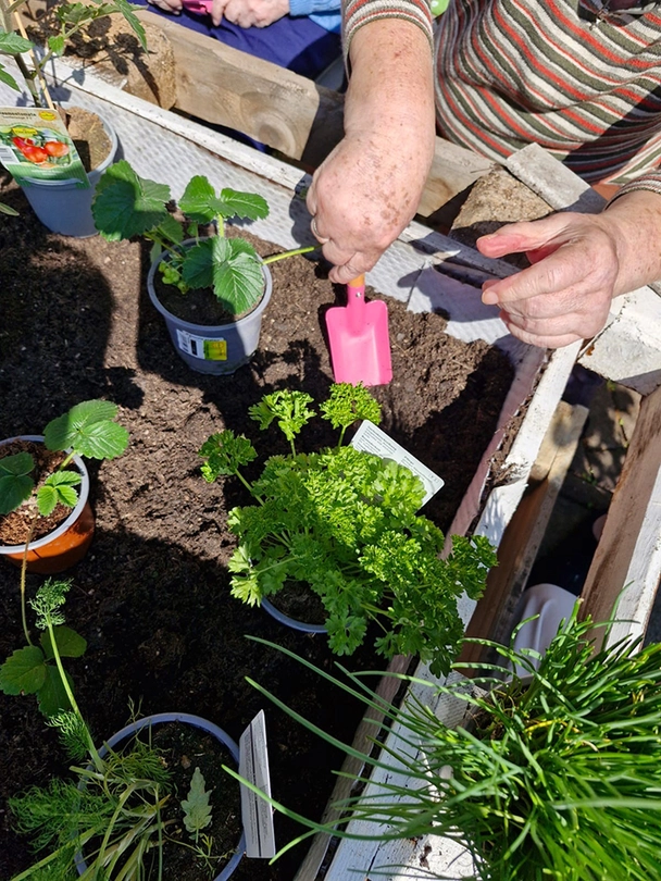 Bewohnerin pflanzt Pflänzchen ein