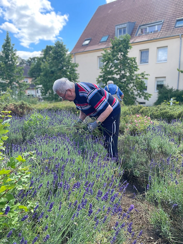 Mann am Lavendelbeet