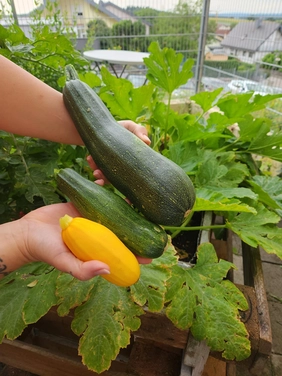 Zucchini-Ernte